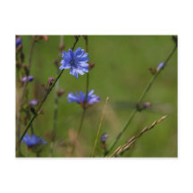 青いキクノハナが緑の草原に咲いている。