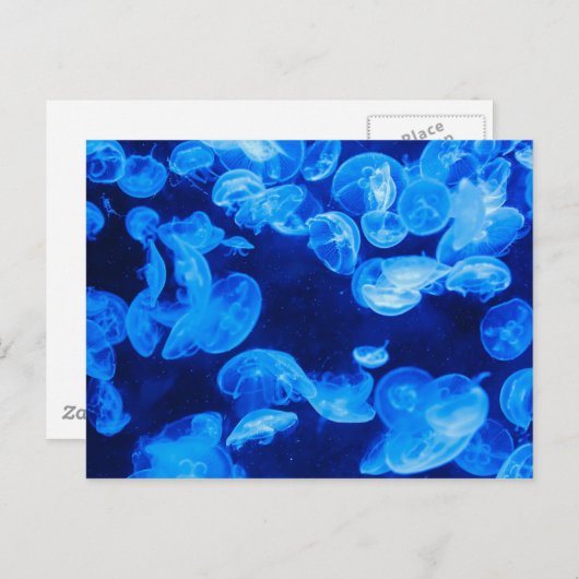 青いクラゲの水中写真 ポストカード (正面/裏面)