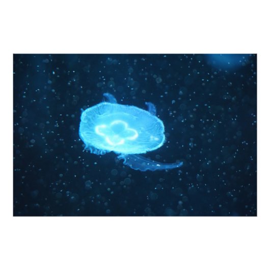 青いクラゲ フォトプリント            (正面)