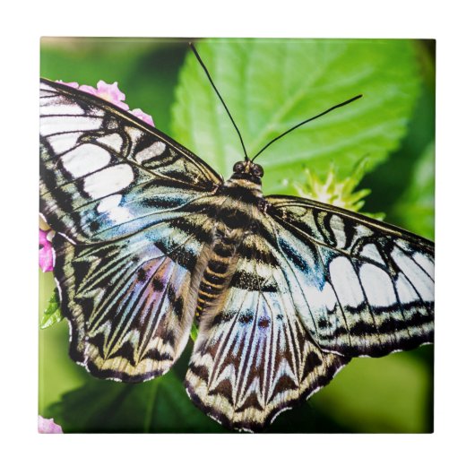 青いクリッパー タイル (正面)