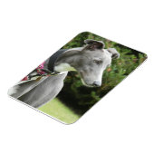 青いグレイハウンドのグレイハウンド磁石 マグネット (左側)