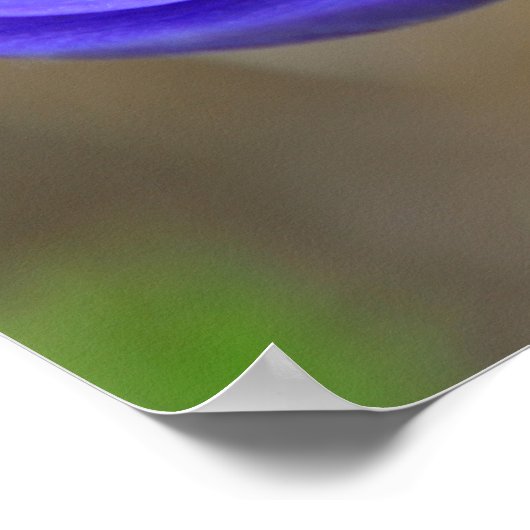 青いケシの花 ポスター (角)