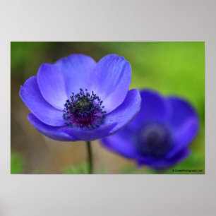 青いケシの花 ポスター