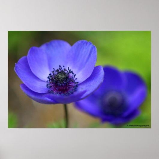 青いケシの花 ポスター (正面)