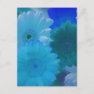 青いゲルバダイジーの花の写真アートポストカード ポストカード