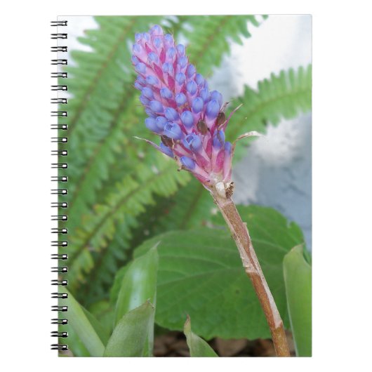 青いコーン・ブロメリアの花 ノートブック (正面)