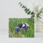 青いサギが飛び立つ ポストカード (スタンド正面)