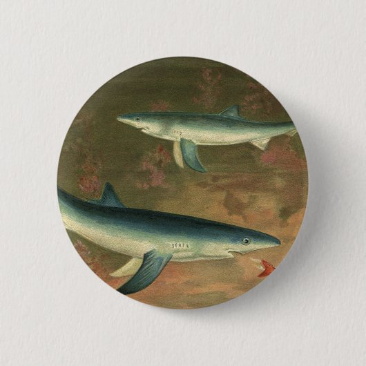青いサメが魚を食べる、ビンテージの海洋生物 缶バッジ (正面)