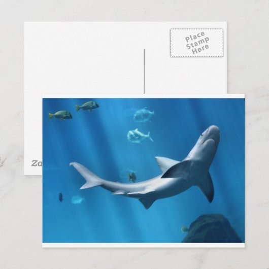 青いサメ海 ポストカード (正面/裏面)