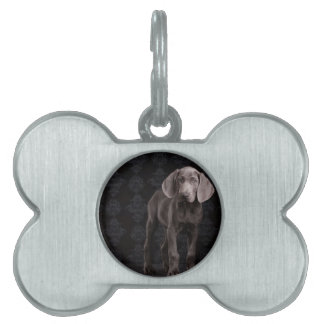 青いザウィマラナーパピー ペットネームタグ