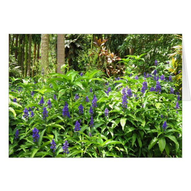 青いショウガ (正面横)