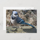 青いジェイはがき ポストカード (正面/裏面)