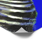 青いゼブラ – ポスター (角)