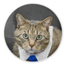 青いタイを身に着けているかわいい緑色の目の茶色の虎猫猫