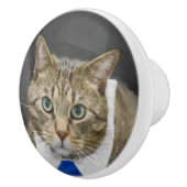 青いタイを身に着けているかわいい緑色の目の茶色の虎猫猫 セラミックノブ (右)