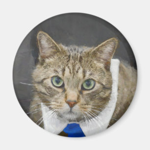 青いタイを身に着けているかわいい緑色の目の茶色の虎猫猫 マグネット