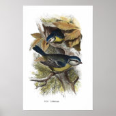 青いタイトマウス、 ポスター (正面)