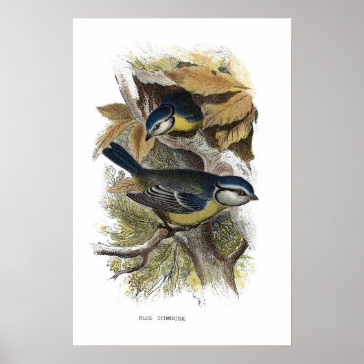 青いタイトマウス、 ポスター (正面)