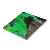 青いダンセルフライは緑の葉の上に。 タイル (側面)