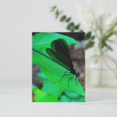 青いダンセルフライは緑の葉の上に。 ポストカード (スタンド正面)