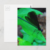 青いダンセルフライは緑の葉の上に。 ポストカード (正面/裏面)