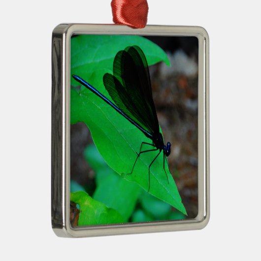 青いダンセルフライは緑の葉の上に。 メタルオーナメント (右)