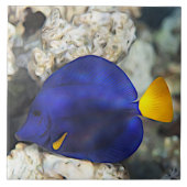 青いチョウチョウウオさんと珊瑚礁の海の魚 タイル (正面)