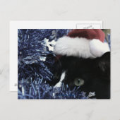 青いティンセル、色あせた色合いの後ろに飛び出す準備ができている猫 ポストカード (正面/裏面)