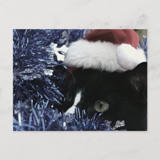 青いティンセル、色あせた色合いの後ろに飛び出す準備ができている猫 ポストカード (正面)