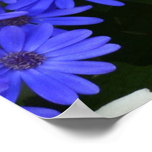 青いデイジーのような花の自然写真 ポスター (角)