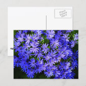 青いデイジーのような花の自然写真 ポストカード (正面/裏面)
