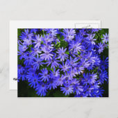 青いデイジーのような花の自然写真 ポストカード (正面/裏面)