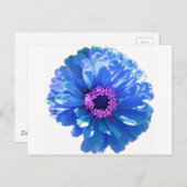 青いデイジーの青い花の写真 ポストカード (正面/裏面)