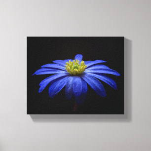青いデイジーガーベラの花と黒い背景 キャンバスプリント