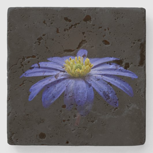 青いデイジーガーベラの花と黒い背景 ストーンコースター (正面)