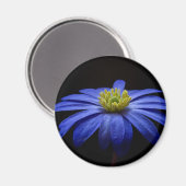 青いデイジーガーベラの花と黒い背景 マグネット (正面/裏面)