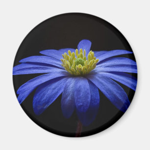 青いデイジーガーベラの花と黒い背景 マグネット