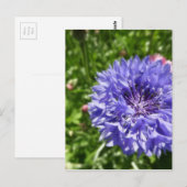 青いトウモロコシの花 ポストカード (正面/裏面)