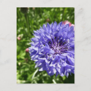 青いトウモロコシの花 ポストカード