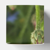 青いトウモロコシ フェイバーボックス (上部)