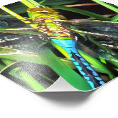 青いトンボきらめく翼絵画の フォトプリント (角)