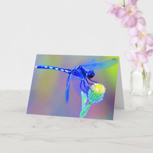 青いトンボ空白のイ カード (蘭)