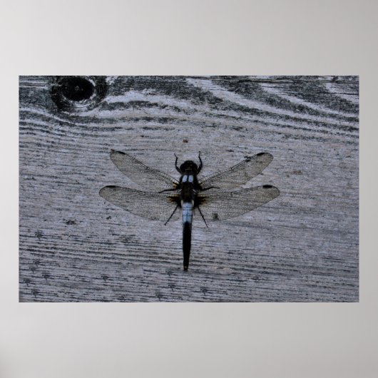 青いトンボ ポスター (正面)