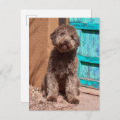 青いドアによって待っているLagotto Romagnolo ポストカード (正面/裏面)