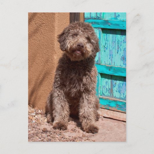 青いドアによって待っているLagotto Romagnolo ポストカード (正面)