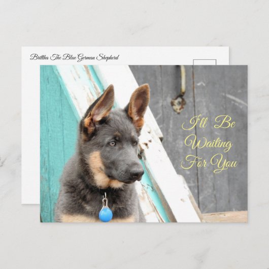 青いドイツの羊飼いがあなたを待っている ポストカード (正面/裏面)