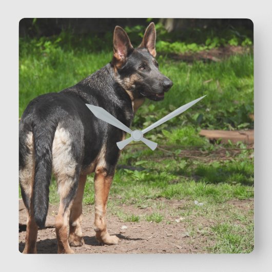 青いドイツの羊飼い時計 スクエア壁時計 (正面)