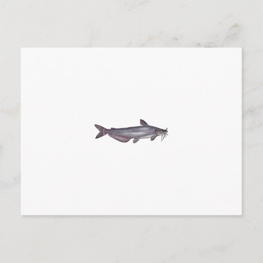 青いナマズ（無題） ポストカード (正面)