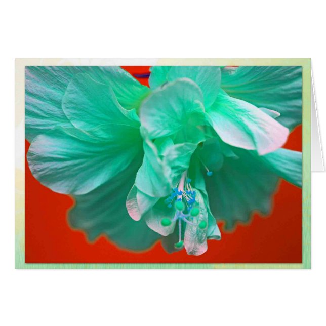 青いハイビスカス (正面横)