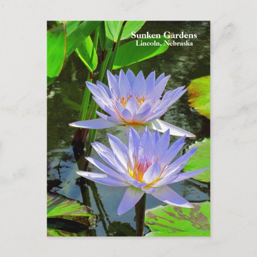 青いハスの花のペア #100  00100 ポストカード (正面)